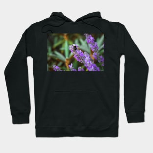 Bumblebee on lavender Hoodie